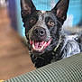 dog, black_and_gray, happy, smiling, ears, pet, indoor, closeup, tongue, teeth, canine, collar, furry, animal, friendly, portrait, looking_at_camera, blurred_background, domestic, cute