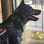 dog, black_dog, window, collar, tongue_out, side_profile, indoor, curious, pet, animal, fur, looking_out, daylight, blurry_background, yellow_shoes, floor, leash_ring, domestic, canine, house