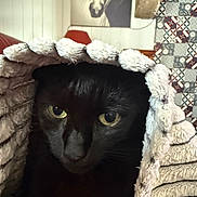 Yannick Lemiere a rejoint le concours — aidez-le/la à gagner de superbes lots ! animal, black_cat, blanket, cat, closeup, cozy, curious, cute, eyes, face, fur, furniture, horse_painting, indoor, lamp, patterned_tiles, pet, portrait, texture, wall_art