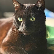 Yannick Lemiere a rejoint le concours — aidez-le/la à gagner de superbes lots ! animal, black_cat, blurred_background, cat, close_up, cozy, cute, domestic_cat, feline, focus, fur, green_eyes, indoor, laying_down, mammal, pet, portrait, relaxed, soft_light, whiskers