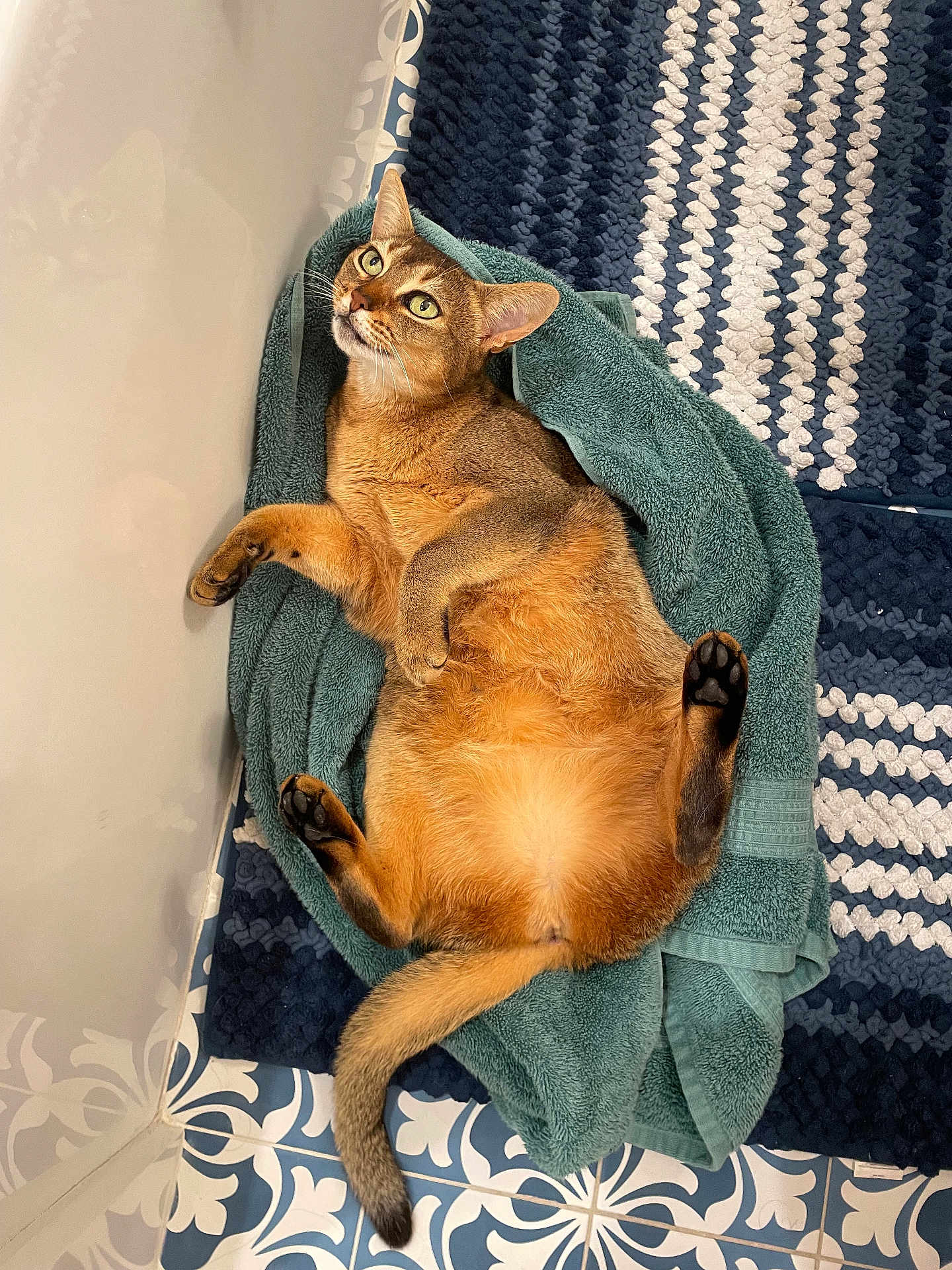 Scout is registered to the contest to win money with this photo: cat, towel, bathroom, floor, blue, white, patterned, relaxed, pet, fur, whiskers, paws, tail, indoor, curious, cozy, animal, lying_down, looking_up, mammal