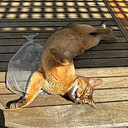 Scout joined the competition — help win amazing prizes! cat, wooden_table, sunlight, shadow_pattern, relaxed, outdoor, pet, fur, sleeping, content, animal, paw, ear, whiskers, natural_light, table_surface, plastic_bag, daytime, resting, cute