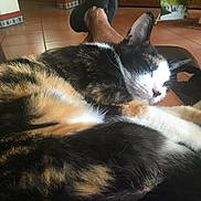 Scarlet is registered to the contest to win money with this photo: cat, calico_cat, sleeping, pet, indoor, person, legs, black_shoes, floor, tile_floor, wooden_furniture, relaxing, home, fur, whiskers, paw, resting, cozy, nap, purple_clothing