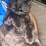 Wicca is registered to the contest to win money with this photo: cat, black_cat, sleeping, fur, cozy, couch, pet, animal, relaxation, indoor, feline, cute, fluffy, resting, paw, closeup, comfort, domestic_animal, nap, soft