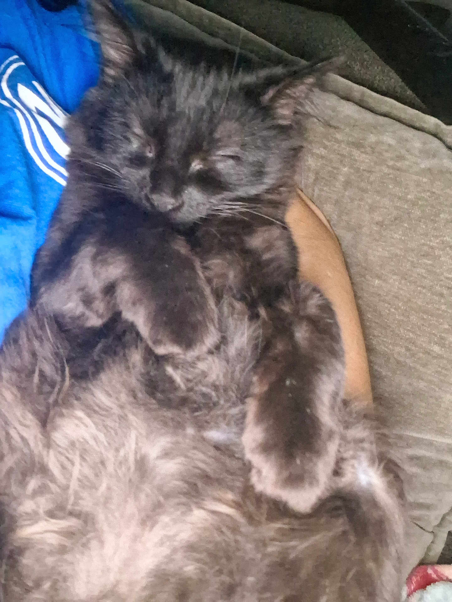 Wicca is registered to the contest to win money with this photo: cat, black_cat, sleeping, fur, cozy, couch, pet, animal, relaxation, indoor, feline, cute, fluffy, resting, paw, closeup, comfort, domestic_animal, nap, soft