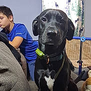 Patches is registered to the contest to win money with this photo: dog, black_dog, collar, white_patch, boy, blue_shirt, curtains, deer_pattern, living_room, sofa, couch, indoor, furniture, child, pet, seated, window, curtain, leash, toy