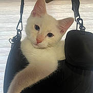 Lucky is registered to the contest to win money with this photo: cat, kitten, white_cat, pet, animal, handbag, black_bag, indoor, cute, feline, paw, curious, relaxed, soft_light, close_up, domestic_animal, young_cat, fur, whiskers, portrait
