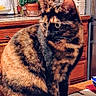 cat, tortoiseshell, pet, animal, feline, kitchen, counter, plant, wooden_cabinet, curious, indoor, domestic, fur, whiskers, eyes, table, household, closeup, sitting, orange