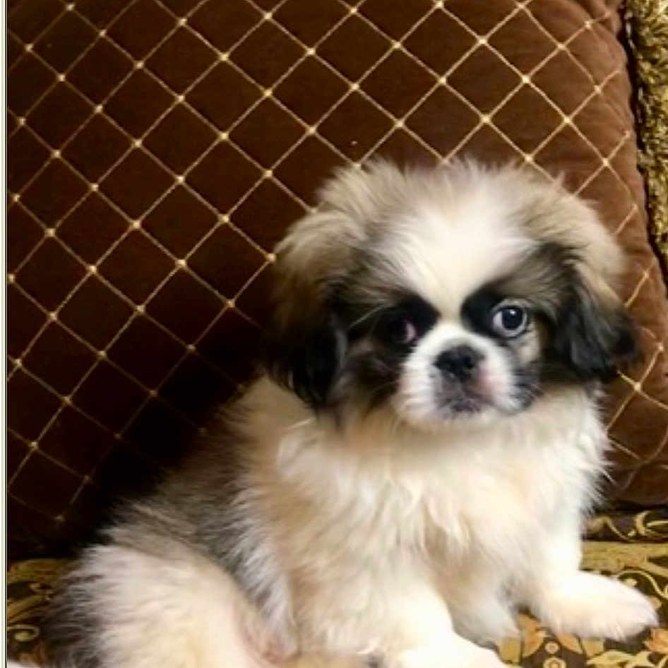 Winston joined the competition — help win amazing prizes! ancient_dog_breeds, canidae, carnivore, chinese_imperial_dog, companion_dog, dog, dog_breed, japanese_chin, lhasa_apso, liver, mal_shi, mammal, puppy, rare_breed_dog, shih_tzu, snout, sporting_group, tibetan_spaniel, toy_dog, vertebrate