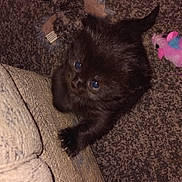 Summer joined the competition — help win amazing prizes! kitten, black_cat, carpet, couch, toy, stuffed_animal, pet, indoor, feline, cute, small, young, animal, playful, fur, paw, whiskers, curious, blue_eyes, domestic_cat