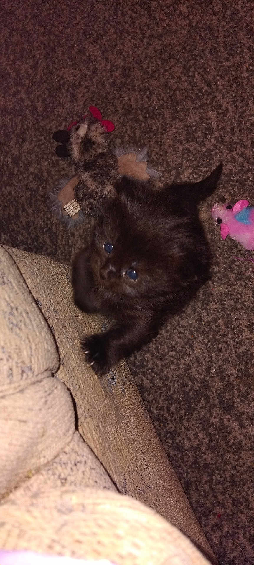 Summer joined the competition — help win amazing prizes! kitten, black_cat, carpet, couch, toy, stuffed_animal, pet, indoor, feline, cute, small, young, animal, playful, fur, paw, whiskers, curious, blue_eyes, domestic_cat