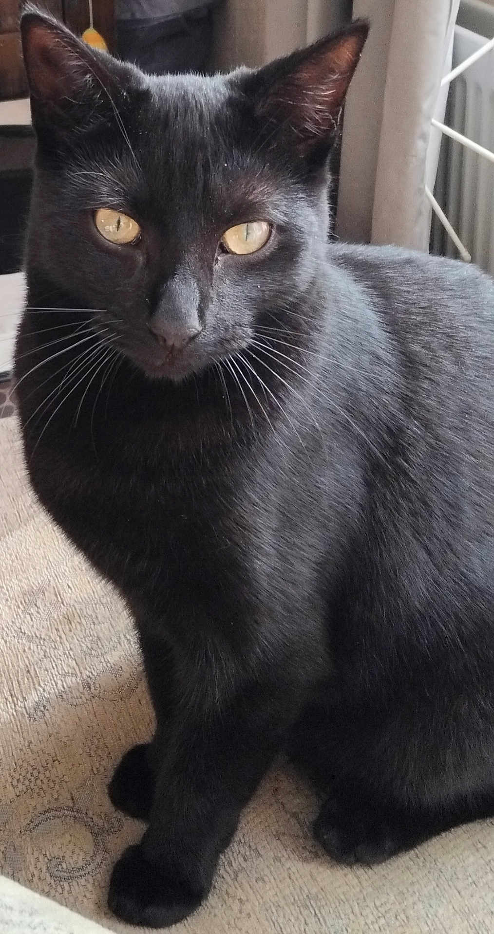 Star joined the competition — help win amazing prizes! alert, animal, black_cat, cat, close_up, curious, cute, domestic_cat, feline, fur, indoor, pet, portrait, resting, sitting, soft_light, table, texture, whiskers, yellow_eyes