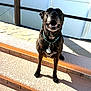 dog, black_dog, pet, outdoor, steps, collar, sunlight, happy, smiling, canine, fence, yard, shadow, tongue, playful, domestic_animal, standing, sunny, daytime, animal