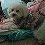 dog, white_dog, sweater, blanket, bed, indoor, pet, cozy, furry, lying_down, curious, soft_focus, patterned_clothing, comfort, cute, animal, resting, warm, domestic, canine