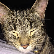 Thias joined the competition — help win amazing prizes! american_wirehair, asian, california_spangled, carnivore, cat, chausie, close_up, domestic_short_haired_cat, dragon_li, european_shorthair, eye, felidae, fur, mammal, ocicat, small_to_medium_sized_cats, snout, tabby_cat, vertebrate, whiskers