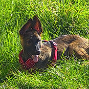Nymeria is registered to the contest to win money with this photo: dog, puppy, grass, outdoor, red_harness, tongue_out, sunlight, greenery, animal, pet, nature, canine, field, young_dog, alert, ears, playful, summer, resting, happy