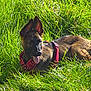 dog, puppy, grass, outdoor, red_harness, tongue_out, sunlight, greenery, animal, pet, nature, canine, field, young_dog, alert, ears, playful, summer, resting, happy
