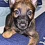 Nymeria is registered to the contest to win money with this photo: puppy, dog, close_up, brown_fur, black_fur, big_eyes, perky_ears, blanket, blue_blanket, star_pattern, cute, pet, animal, indoor, resting, paw, fur, young_dog, adorable, cozy