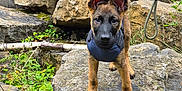 Nymeria joined the competition — help win amazing prizes! puppy, dog, rock, leash, harness, outdoor, nature, greenery, plants, hand, stacked_stones, forest, curious, young_dog, animal, pet, brown_fur, black_mask, ears_up, adventure