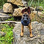 puppy, dog, rock, leash, harness, outdoor, nature, greenery, plants, hand, stacked_stones, forest, curious, young_dog, animal, pet, brown_fur, black_mask, ears_up, adventure