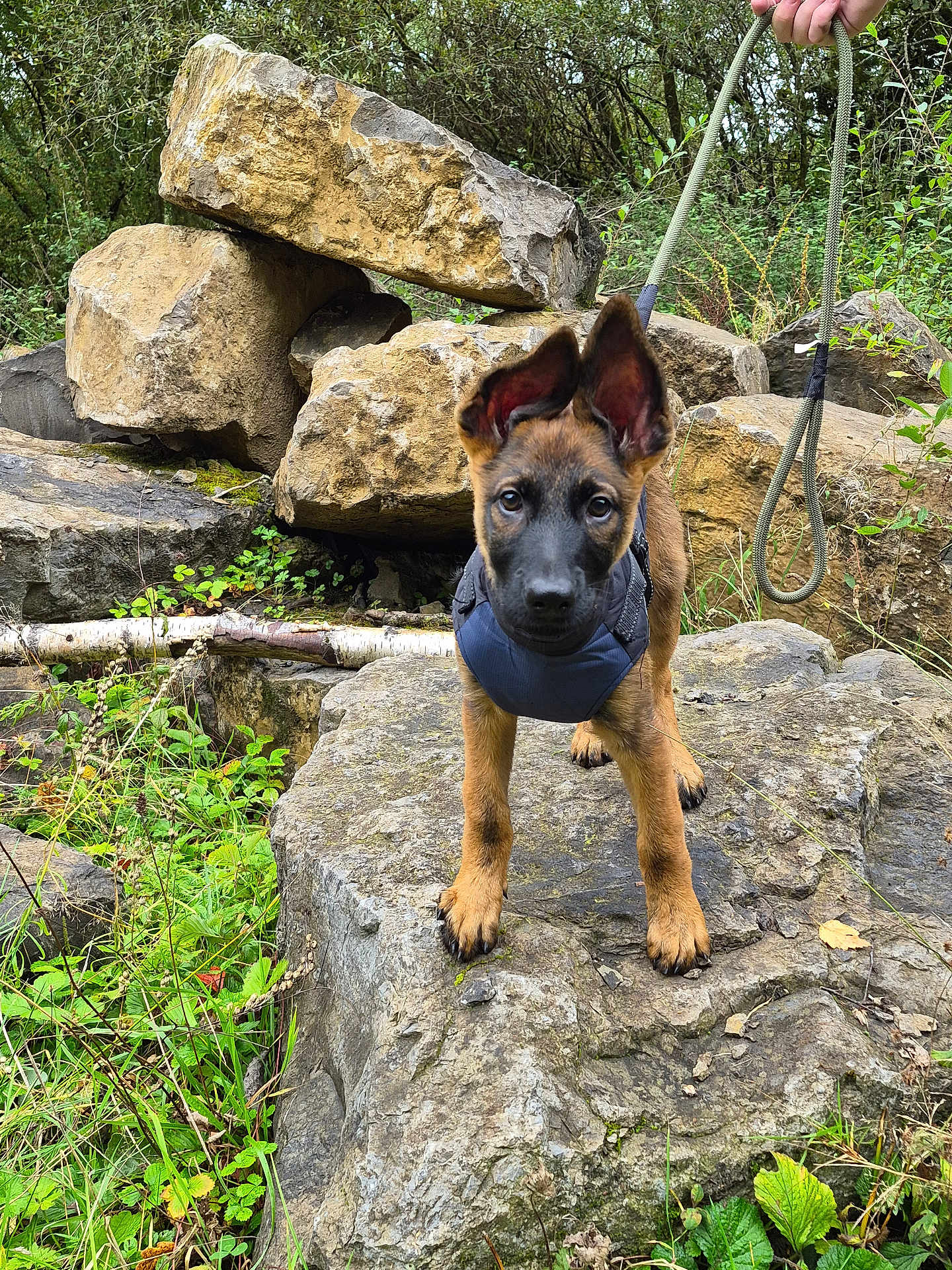 Nymeria joined the competition — help win amazing prizes! puppy, dog, rock, leash, harness, outdoor, nature, greenery, plants, hand, stacked_stones, forest, curious, young_dog, animal, pet, brown_fur, black_mask, ears_up, adventure