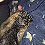 Nymeria is registered to the contest to win money with this photo: puppy, dog, paw, tongue, blanket, fur, sleeping, cute, pet, animal, cozy, hand, resting, black, brown, claw, soft, indoors, closeup, relaxing