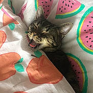 Yoshi is registered to the contest to win money with this photo: american_shorthair, carnivore, cat, felidae, finger, hand, kitten, linens, nail, nap, pink, small_to_medium_sized_cats, textile, whiskers