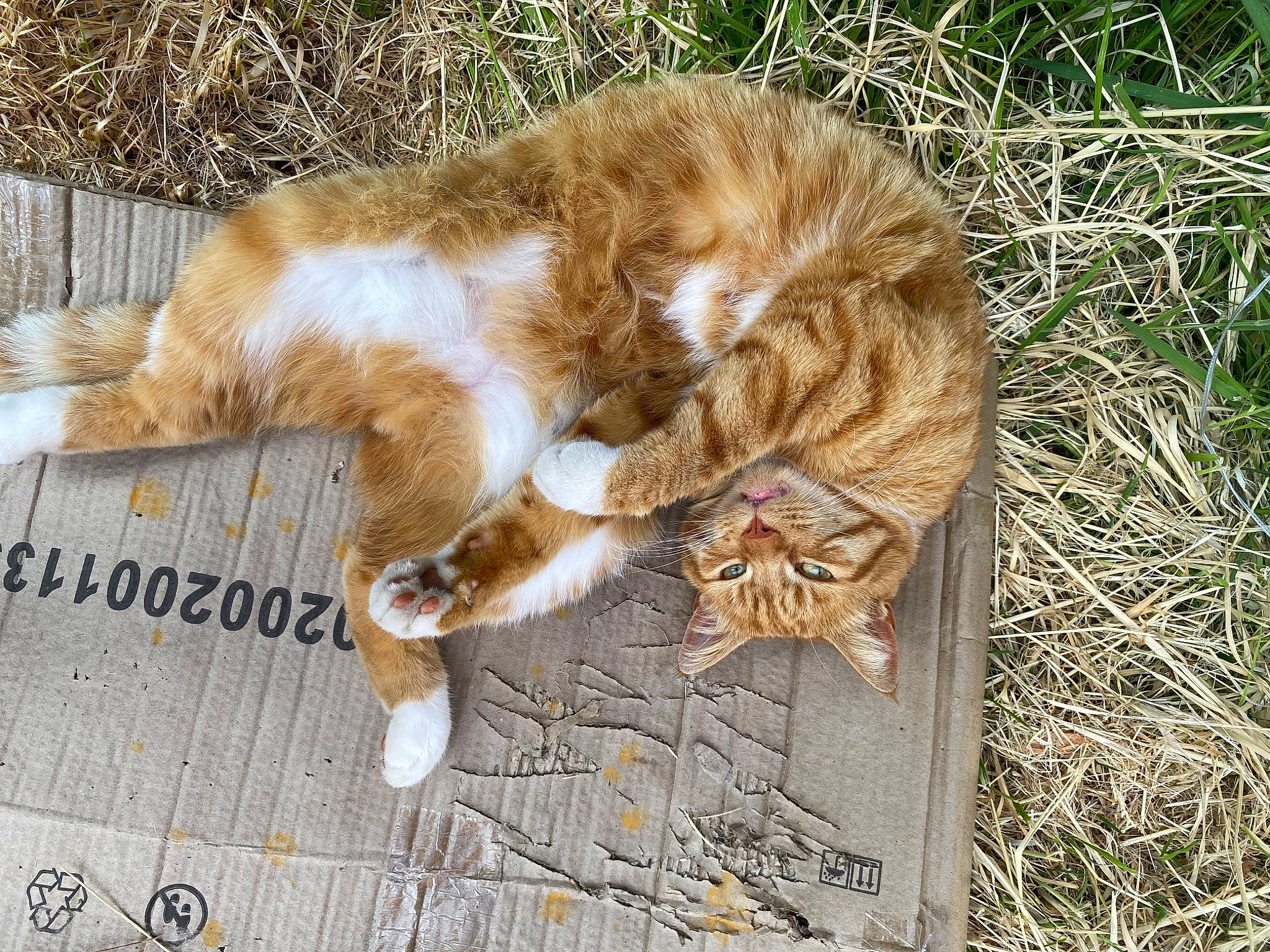 Pws joined the competition — help win amazing prizes! canidae, carnivore, cat, claw, domestic_short_haired_cat, fawn, felidae, fur, grass, paw, photo_caption, plant, small_to_medium_sized_cats, snout, sporting_group, tail, terrestrial_animal, whiskers, wildlife, wood