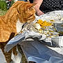 Pws is registered to the contest to win money with this photo: aluminium_foil, cat, comfort_food, cuisine, dish, domestic_short_haired_cat, fast_food, felidae, finger_food, foil, food, grass, ingredient, junk_food, plastic, plastic_bag, small_to_medium_sized_cats, tire, wheel, whiskers