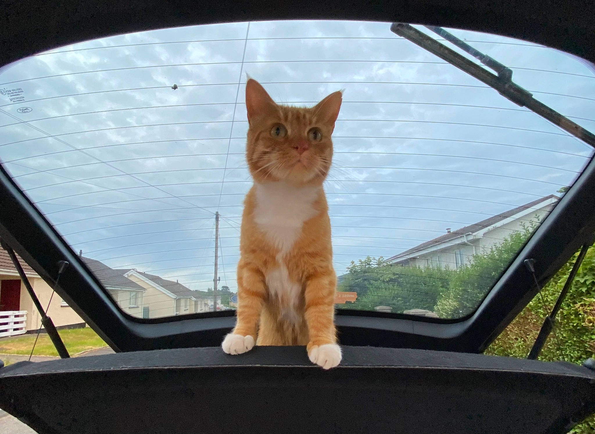 Pws joined the competition — help win amazing prizes! automotive_exterior, automotive_lighting, automotive_mirror, carnivore, cat, comfort, fawn, felidae, mode_of_transport, motor_vehicle, plant, small_to_medium_sized_cats, snout, tints_and_shades, tire, tree, vehicle_door, whiskers, window, wood