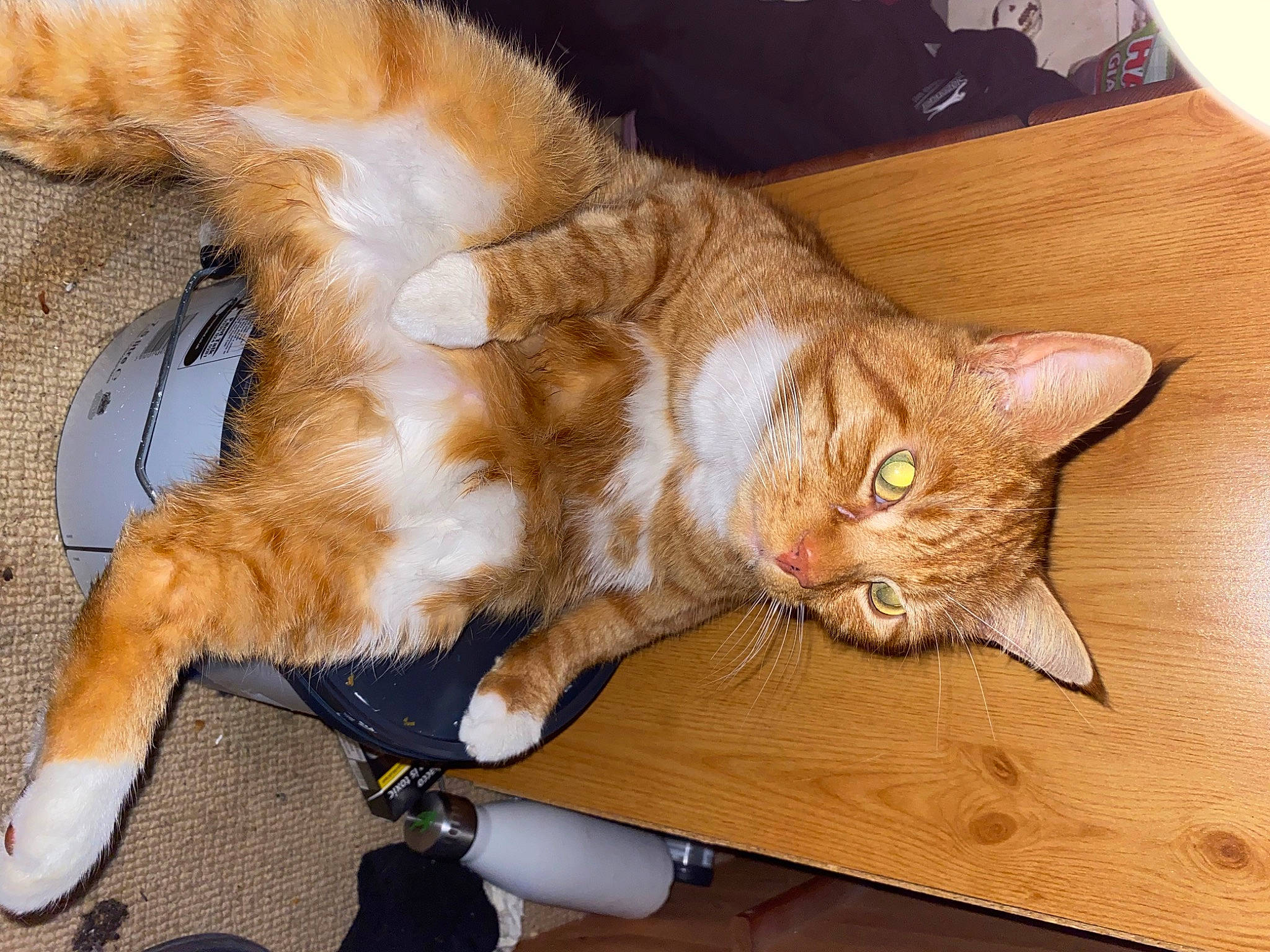 Pws is registered to the contest to win money with this photo: carnivore, cat, cat_supply, claw, comfort, domestic_short_haired_cat, fawn, felidae, fur, hardwood, paw, small_to_medium_sized_cats, snout, tail, whiskers, wood