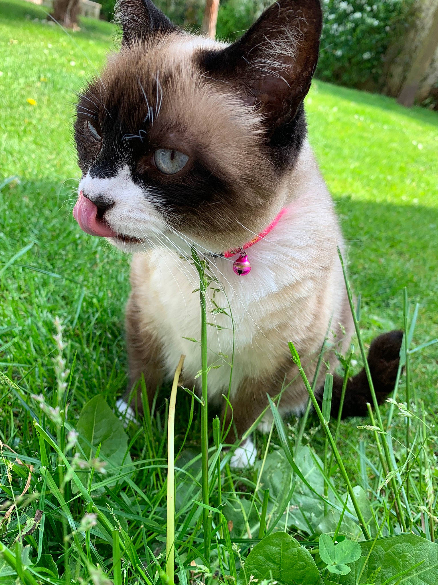 Chiara participe au concours pour gagner de l'argent avec cette photo : canidae, carnivore, cat, dog_breed, domestic_short_haired_cat, eye, fawn, felidae, grass, green, kitten, lawn, mammal, plant, small_to_medium_sized_cats, snout, snowshoe, thai, whiskers