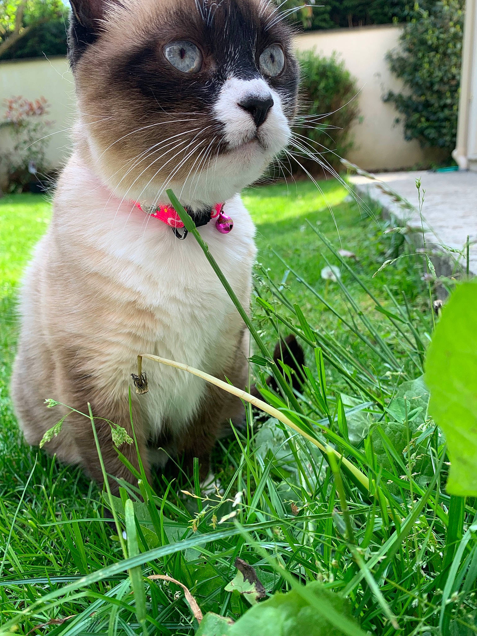 Chiara a rejoint le concours — aidez-le/la à gagner de superbes lots ! british_shorthair, carnivore, cat, domestic_short_haired_cat, fawn, felidae, grass, grass_family, lawn, mammal, plant, ragdoll, scottish_fold, siamese, small_to_medium_sized_cats, snout, snowshoe, thai, whiskers
