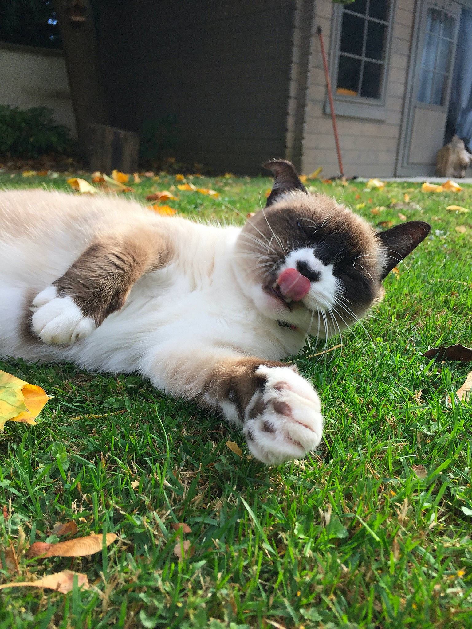 Chiara a rejoint le concours — aidez-le/la à gagner de superbes lots ! canidae, carnivore, cat, fawn, felidae, fur, grass, mammal, ragdoll, small_to_medium_sized_cats, snowshoe, tail, whiskers