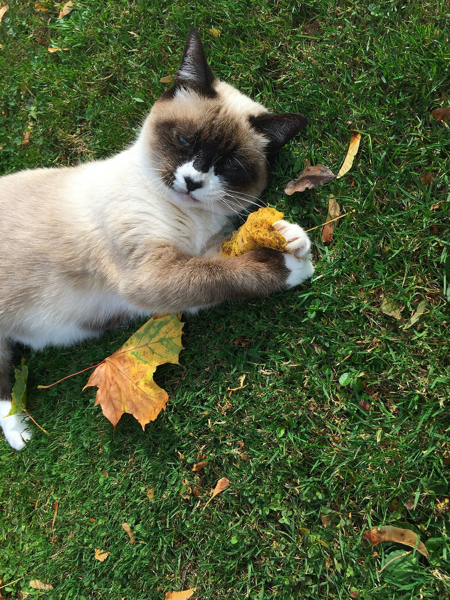 Chiara participe au concours pour gagner de l'argent avec cette photo : balinese, birman, canidae, carnivore, cat, dog_breed, domestic_short_haired_cat, fawn, felidae, grass, kitten, lawn, plant, ragdoll, siamese, small_to_medium_sized_cats, snowshoe, tail, thai, whiskers