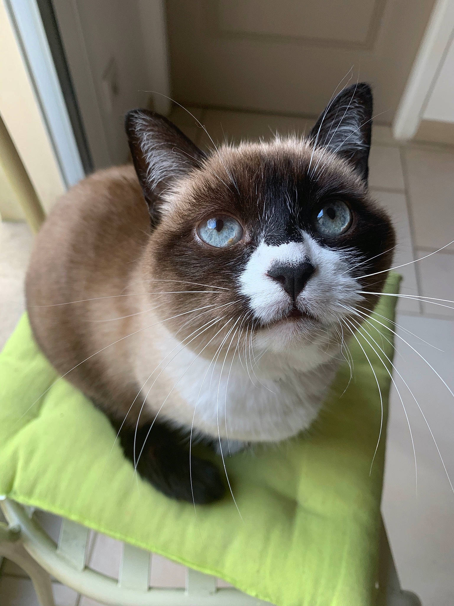 Chiara a rejoint le concours — aidez-le/la à gagner de superbes lots ! asian, balinese, carnivore, cat, domestic_short_haired_cat, felidae, kitten, mammal, ojos_azules, siamese, small_to_medium_sized_cats, snout, snowshoe, thai, tonkinese, whiskers