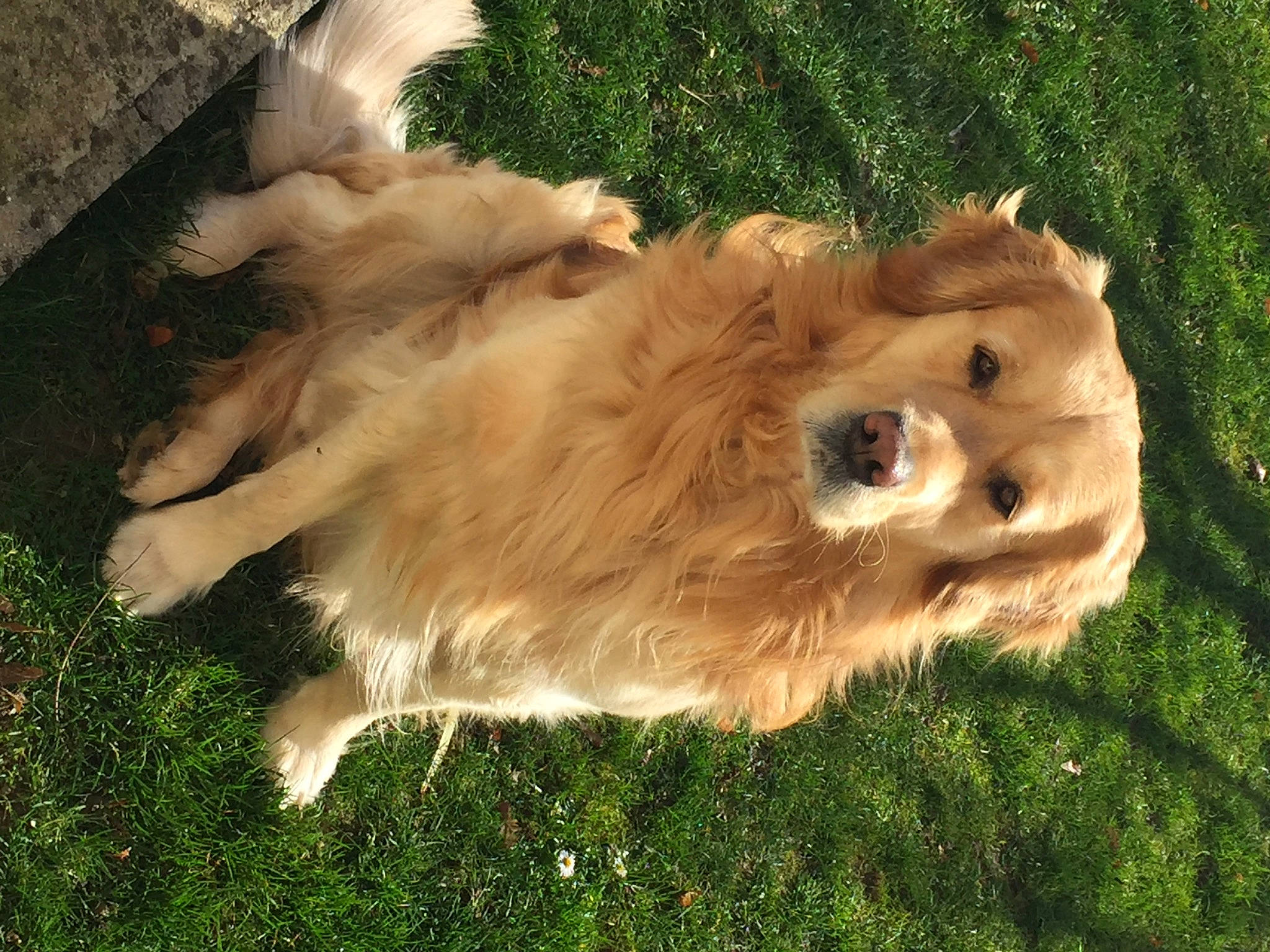 Icar participe au concours pour gagner de l'argent avec cette photo : canidae, carnivore, companion_dog, dog, dog_breed, fawn, golden_retriever, mammal, pomeranian, puppy, retriever, sporting_group