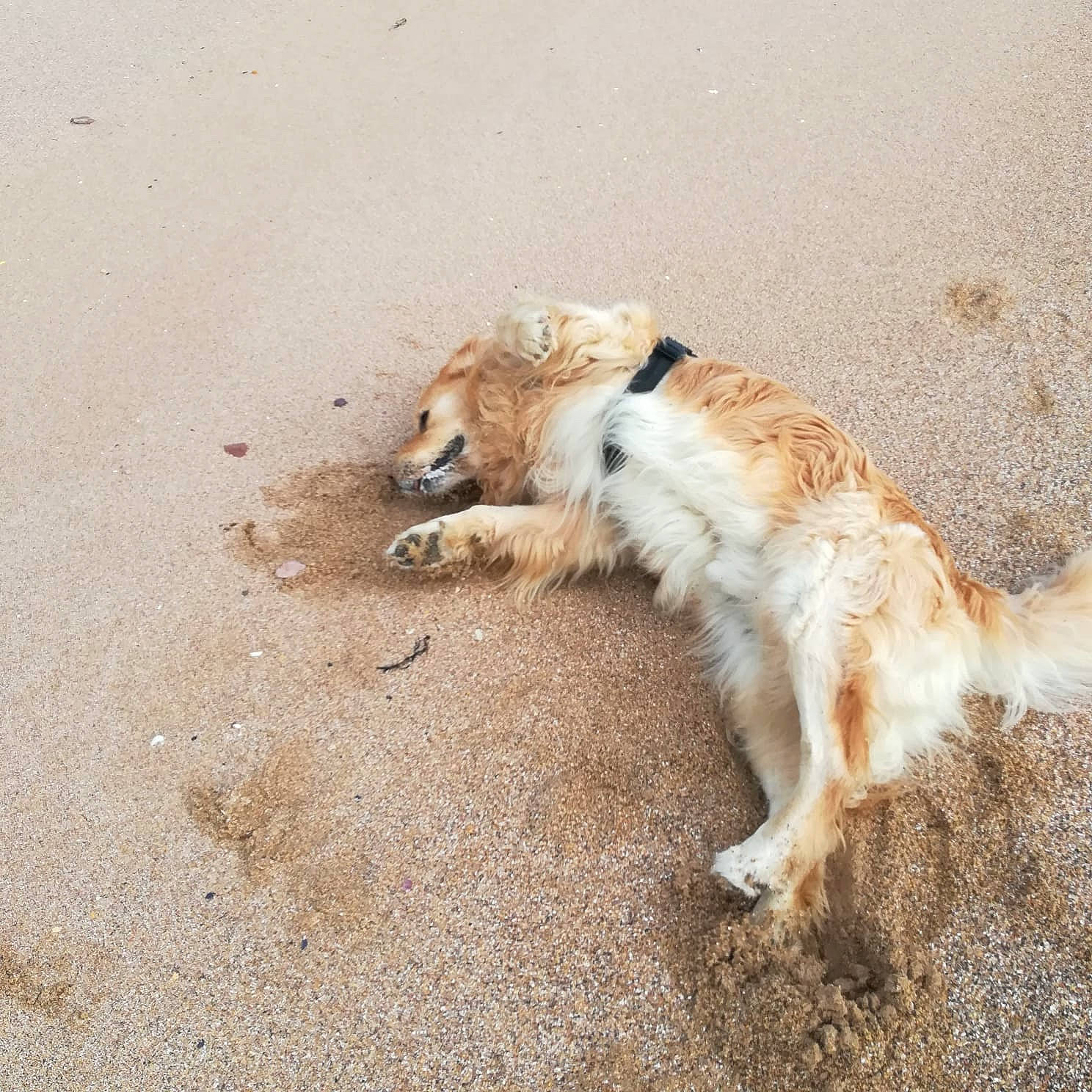 Icar participe au concours pour gagner de l'argent avec cette photo : basque_shepherd_dog, canidae, carnivore, companion_dog, dog, dog_breed, golden_retriever, play, retriever, silken_windhound, sporting_group, street_dog, tail