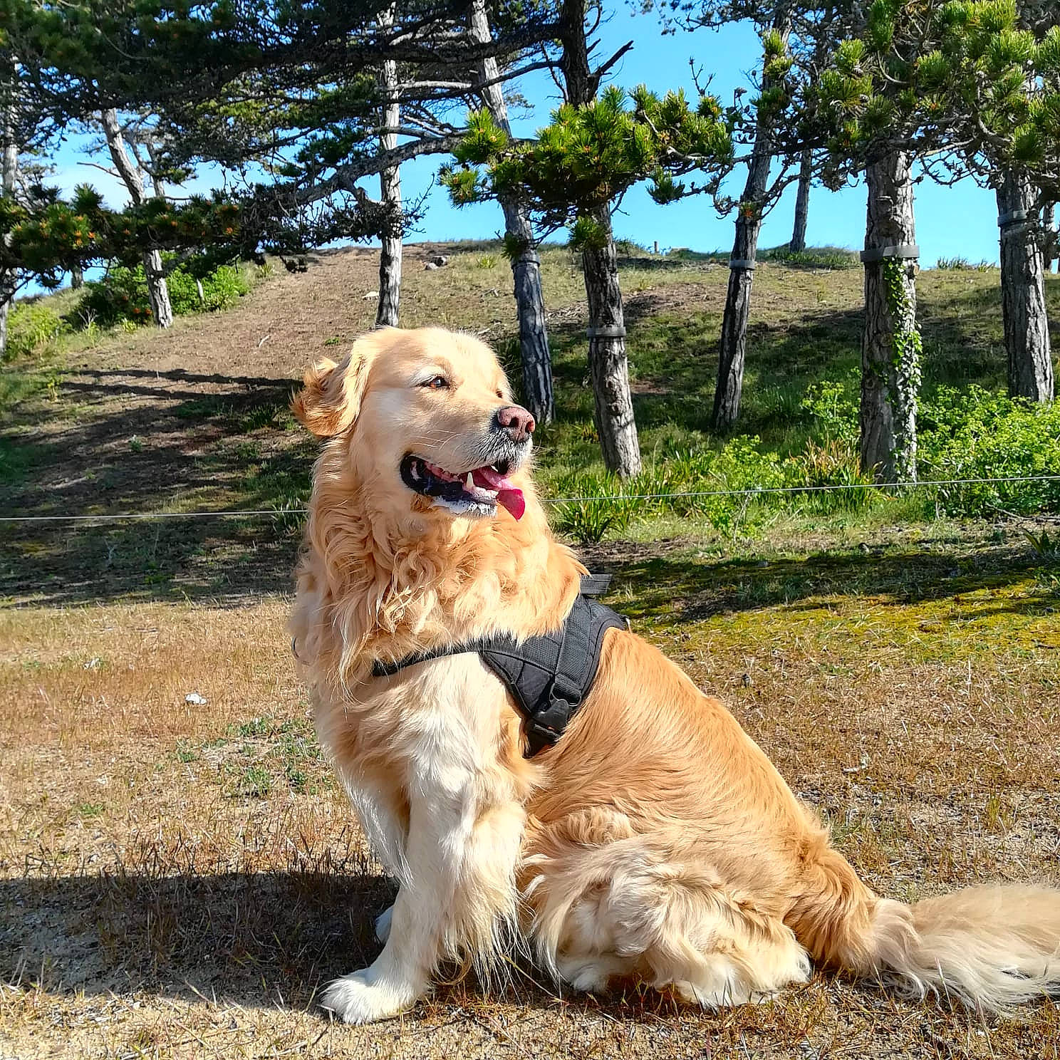 Icar a rejoint le concours — aidez-le/la à gagner de superbes lots ! canidae, carnivore, companion_dog, dog, dog_breed, fawn, golden_retriever, hovawart, mammal, retriever, sporting_group, tree, vertebrate