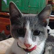 Gravy is registered to the contest to win money with this photo: animal, bell, cat, close_up, collar, curious, cute, domestic, ears, face, feline, fur, gray, indoor, pet, playful, resting, tongue, whiskers, white