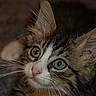 Soup is registered to the contest to win money with this photo: kitten, cat, close_up, green_eyes, whiskers, fur, pet, animal, cute, curious, indoor, portrait, young, feline, face, ears, looking_up, soft_light, domestic_animal, background_blur