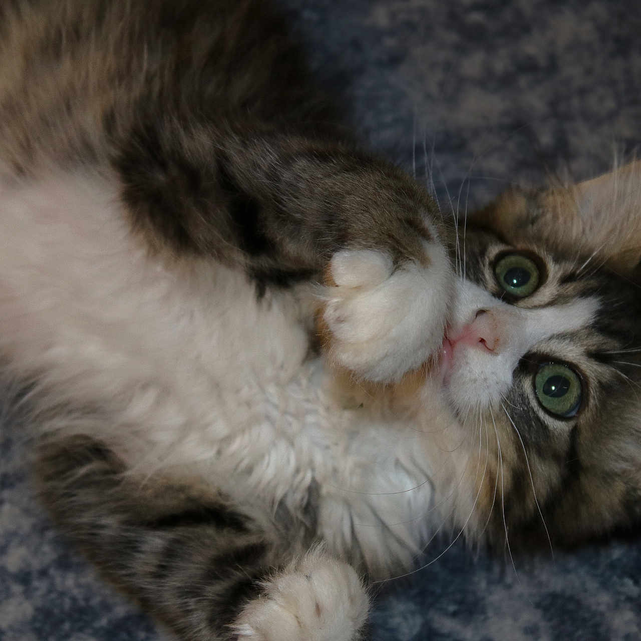 Soup is registered to the contest to win money with this photo: cat, fluffy, paw, green_eyes, curious, lying_down, indoor, close_up, playful, pet, feline, soft, whiskers, cute, young_cat, tabby, white_fur, gray_fur, relaxed, animal