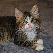 Soup is registered to the contest to win money with this photo: kitten, cat, green_eyes, fur, whiskers, paws, cute, pet, animal, domestic_cat, tabby, young_cat, lying_down, looking_at_camera, indoor, soft_texture, feline, close_up, alert, adorable