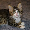 kitten, cat, green_eyes, fur, whiskers, paws, cute, pet, animal, domestic_cat, tabby, young_cat, lying_down, looking_at_camera, indoor, soft_texture, feline, close_up, alert, adorable