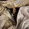 Soup is registered to the contest to win money with this photo: kitten, cat, blanket, fur, cozy, indoor, soft, cute, pet, comfort, warm, feline, resting, sleepy, small, animal, domestic, texture, pile, curious