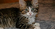 Soup is registered to the contest to win money with this photo: kitten, cat, tabby, fur, green_eyes, whiskers, ears, paws, lying_down, indoor, pet, animal, cute, young_cat, soft_surface, close_up, portrait, feline, domestic_cat, relaxed