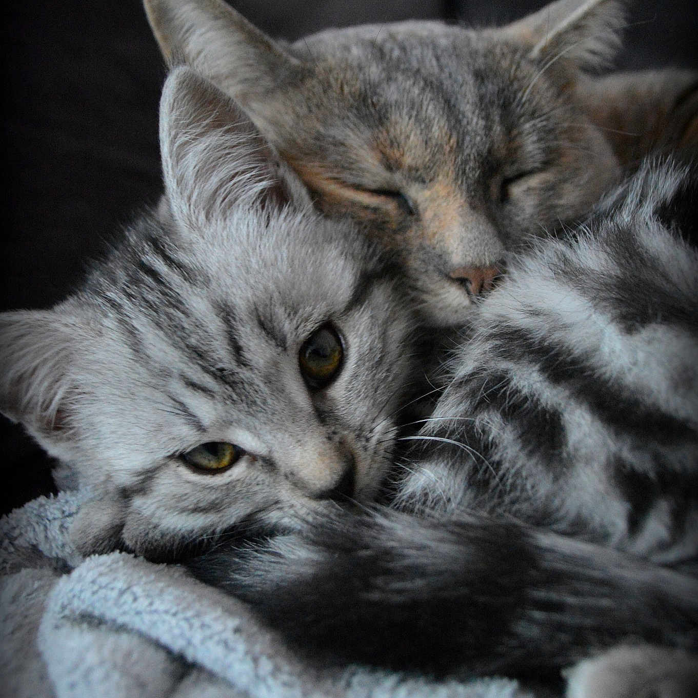 Neera Et Gaïa