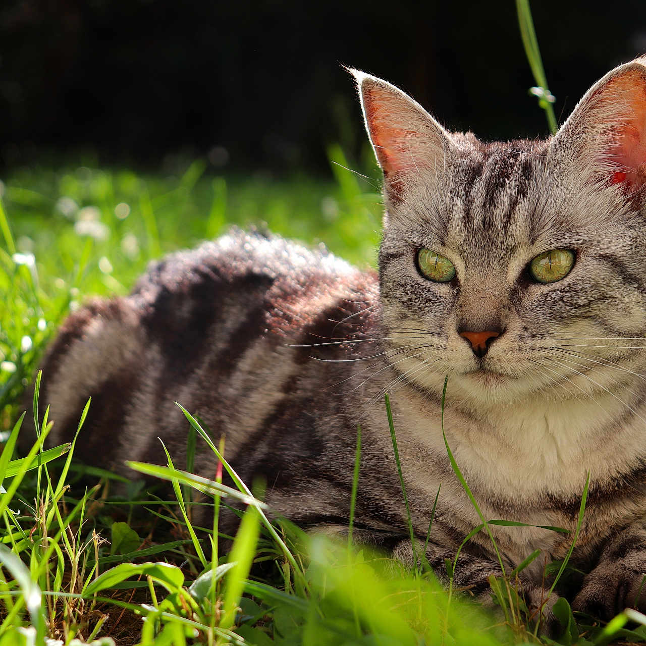 Gaïa a rejoint le concours — aidez-le/la à gagner de superbes lots ! animal, cat, closeup, daylight, ears, feline, fur, grass, green_eyes, mammal, meadow, nature, outdoor, peaceful, pet, relaxed, resting, sunlight, tabby_cat, whiskers