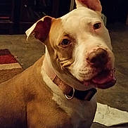 Sexy is registered to the contest to win money with this photo: animal, background, brown, canine, collar, companion, dog, domestic, ear, floor, furniture, happy, indoor, pet, portrait, rug, sitting, smile, tile, white