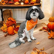 Prince J Pierre is registered to the contest to win money with this photo: dog, small_dog, bandana, orange, autumn_leaves, pumpkins, candles, table, wooden_floor, fall_decorations, indoor, decor, pet, cute, seasonal, cozy, holiday, portrait, animal, shih_tzu